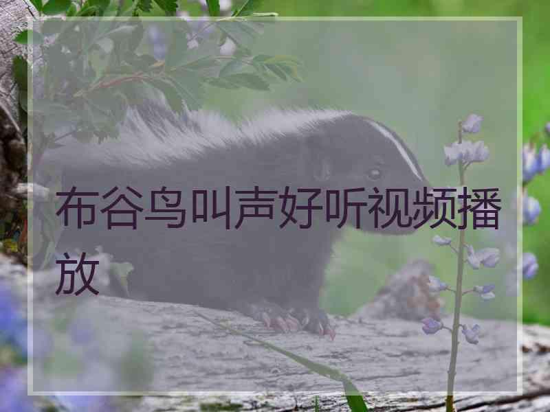 布谷鸟叫声好听视频播放