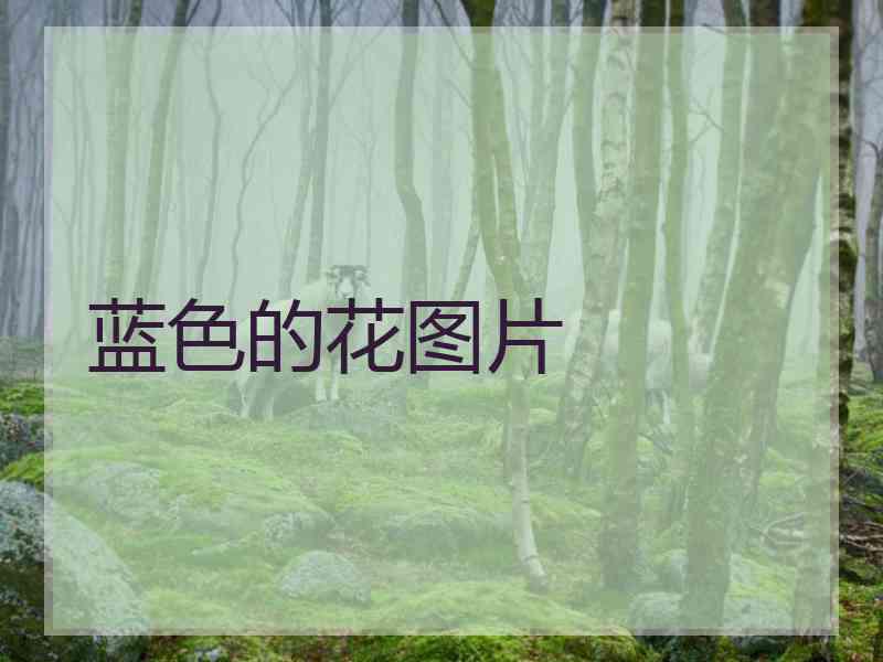 蓝色的花图片
