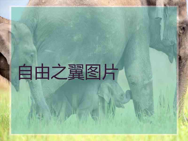 自由之翼图片